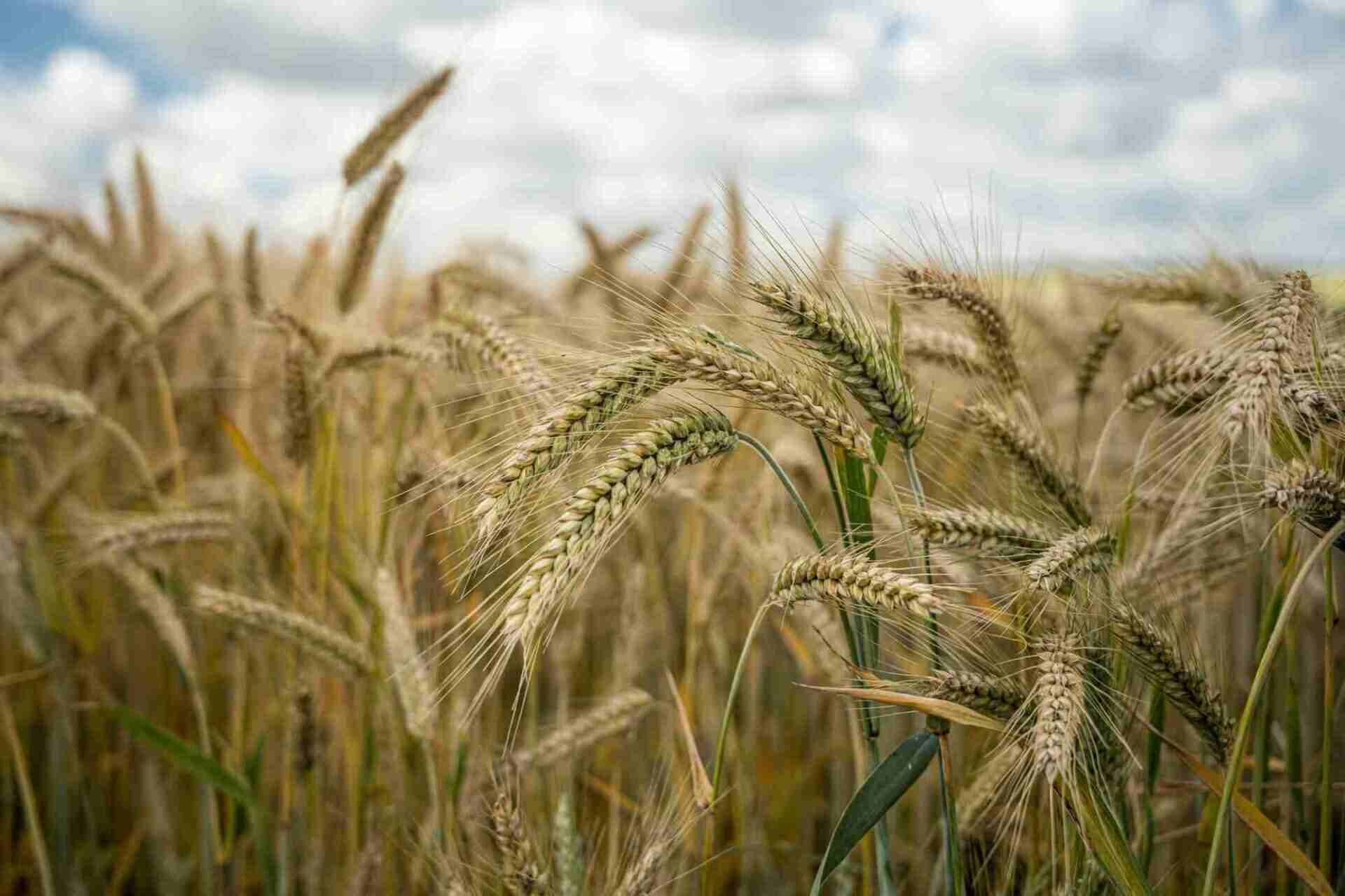 Pakistani Barley Supplier - Standard Trading Int