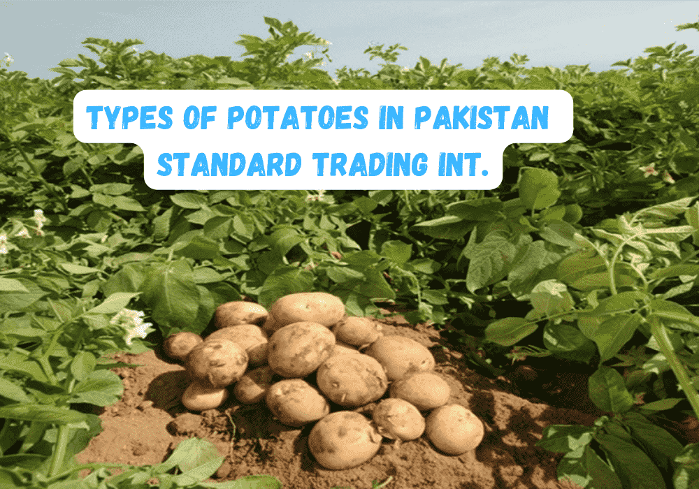 types of potatoes in pakistan - Standard Trading Int